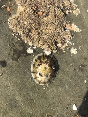 Cellana radians
