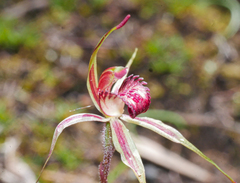 Caladenia reticulata
