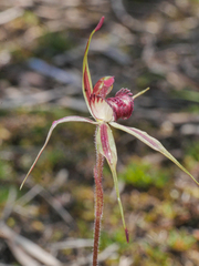 Caladenia reticulata