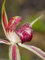Caladenia reticulata