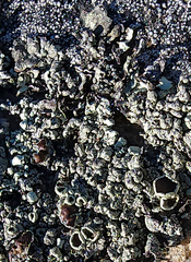 Xanthoparmelia cumberlandia