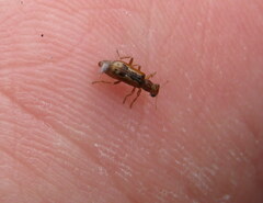 Lemidia