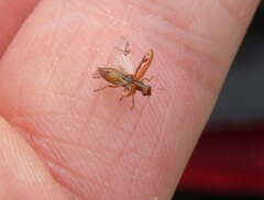 Lemidia