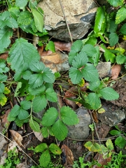 Potentilla indica image