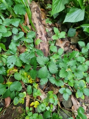 Potentilla indica image