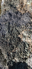 Xanthoparmelia cumberlandia