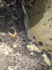 Siphonaria australis