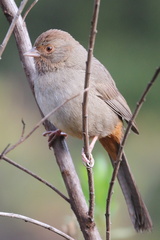 California Towhee photo 5