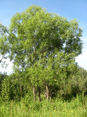 Salix rorida