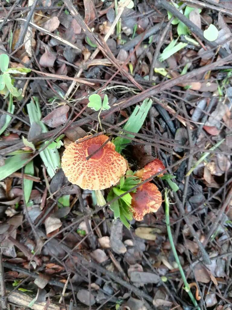 Leucoagaricus from 新加坡女皇镇 on December 13, 2022 at 01:28 PM by ...