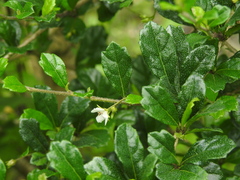 Ehretia microphylla