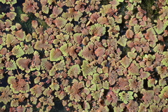 Azolla pinnata