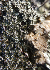 Xanthoparmelia cumberlandia