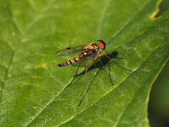 Chrysopilus asiliformis