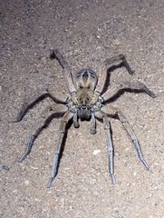 Schizocosa maxima