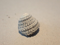 Diloma bicanaliculatum