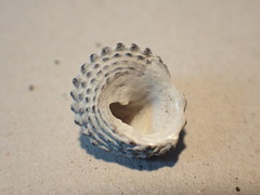 Diloma bicanaliculatum