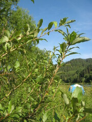 Populus laurifolia