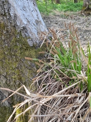 Carex nigra juncea