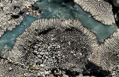 Dimelaena