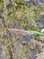 Carex nigra juncea