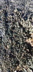 Xanthoparmelia cumberlandia