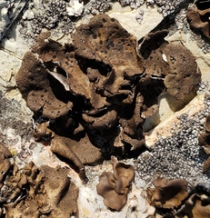 Umbilicaria muhlenbergii