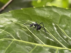 Myrmhopla