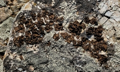 Umbilicaria muhlenbergii