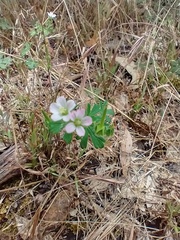 Geranium gardneri