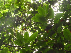 Cryptocarya glaucescens