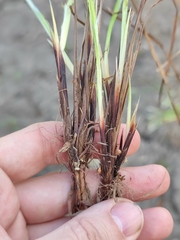 Carex nigra juncea