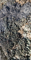 Xanthoparmelia cumberlandia
