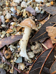 Inocybe