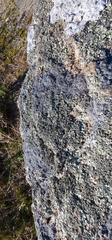 Xanthoparmelia cumberlandia