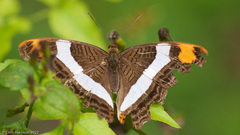 Adelpha fessonia