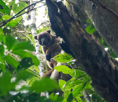 Dendrolagus lumholtzi