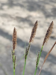 Carex nigra juncea