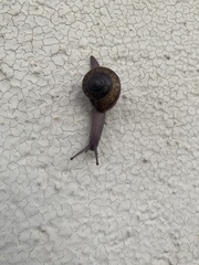 Helminthoglypta