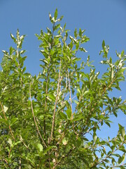 Populus laurifolia