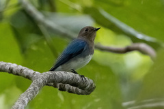 Cyanoptila