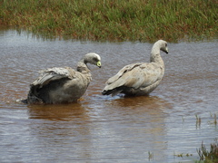 Cereopsis novaehollandiae