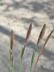Carex nigra juncea