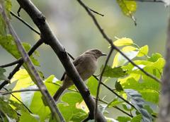 Pycnonotus brunneus