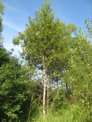 Populus laurifolia