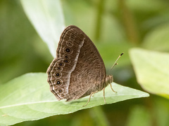 Mycalesis janardana
