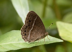 Mycalesis janardana