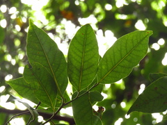 Cryptocarya glaucescens