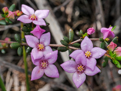 Boronia