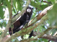 Saguinus fuscicollis